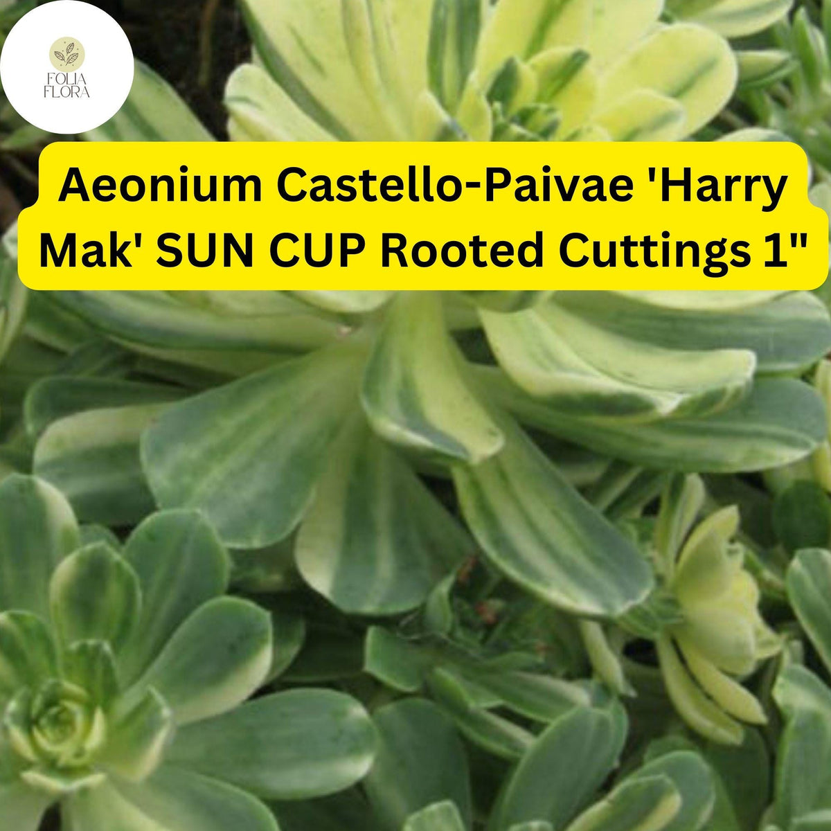 Variegated Aeonium Sun Cup Succulent Cuttings | 3 Rooted Plants | Aeonium castello-paivae ‘Harry Mak’