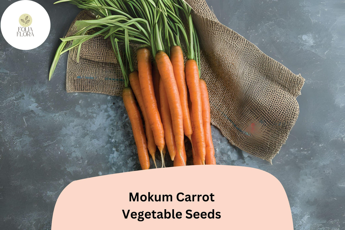 1000+ Mokum Carrot Seeds – Early Maturing Hybrid, Sweet, Crisp, Deep Orange Roots, 6-8 Inch, for Fresh Eating & Juicing