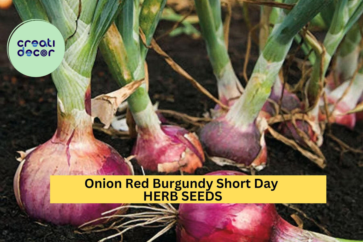 Red Burgundy Onion Seeds 3pcs 300mg Short Day Allium cepa Mild Flavor Red-Purple Bulbs for Slicing & Salads