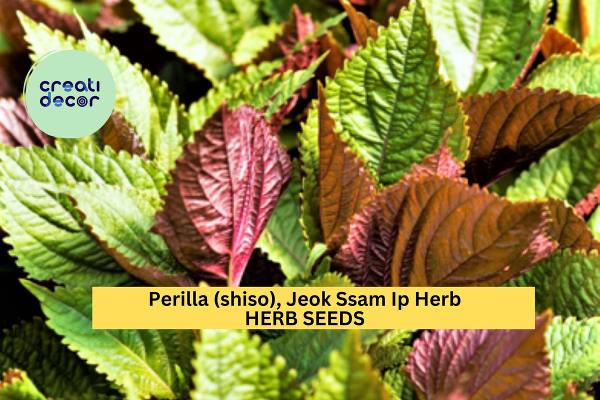 3pcs 500mg Jeok Ssam Ip Perilla Seeds – Korean Shiso Herb with Purple Leaves for Culinary & Garden Growing, Perilla frutescens var. crispa