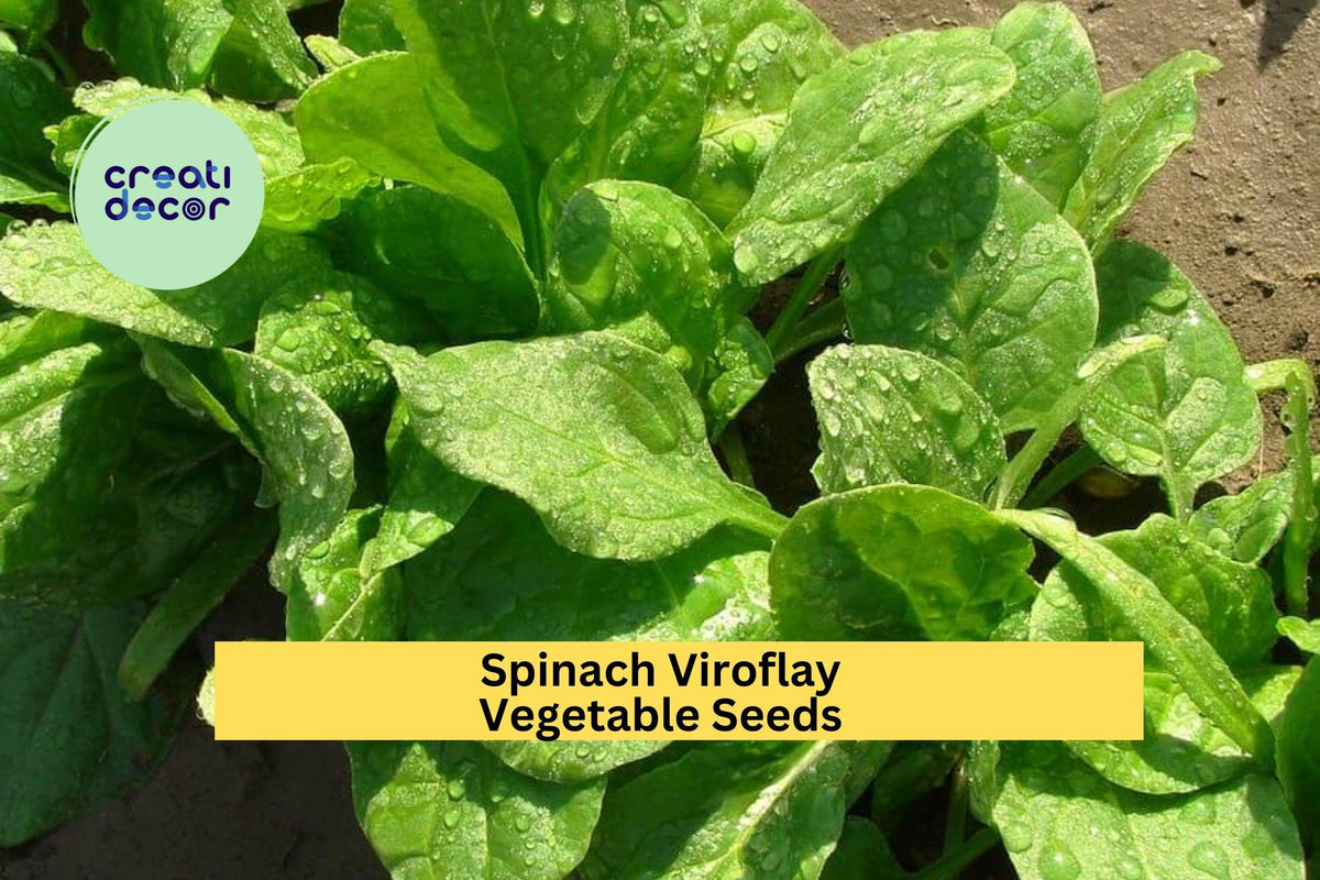3pcs Viroflay Spinach Seeds – Heirloom French Variety, Tender Giant Leaves, Fast Growing, for Garden & Raised Beds, Spinacia oleracea