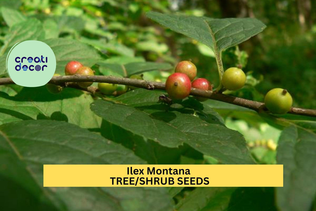 25 Seeds Ilex montana Mountain Holly Shrub for Native Gardens, Woodland Landscaping, Wildlife Gardens