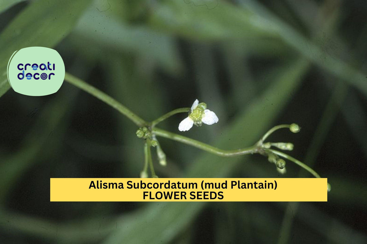 Alisma subcordatum Seeds – 3 Pack of Native Aquatic Plant for Ponds, Wetlands & Rain Gardens, Supports Pollinators