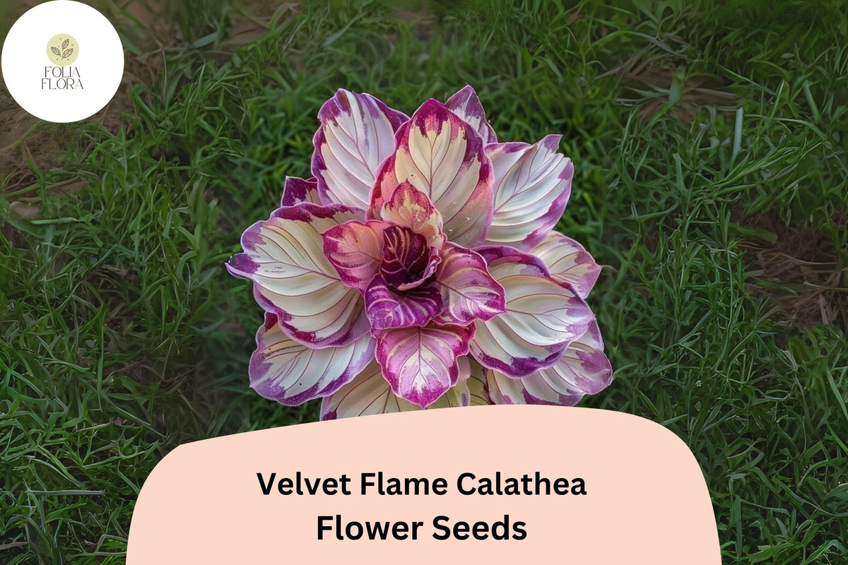Velvet Flame Calathea Seeds | Tropical Foliage Plant with Purple Undersides & Flame Patterns | Calathea sp. (25+ Seeds)
