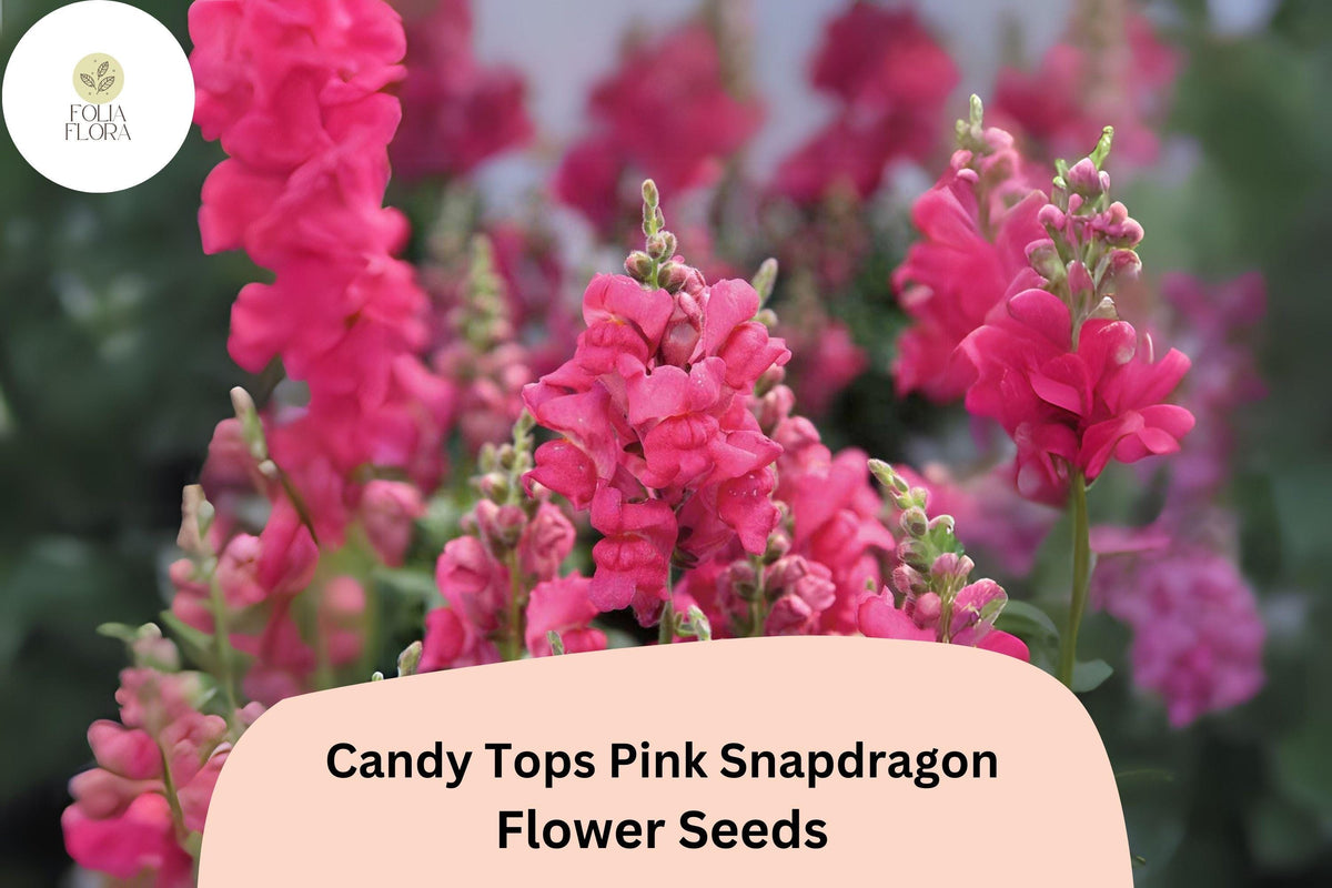 Pink Snapdragon Seeds | Candy Tops Dwarf Antirrhinum majus for Borders & Containers | 1000+ Seeds