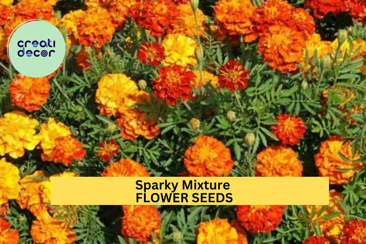 3pcs of 500mg Sparky Mixture Marigold Seeds – Red, Gold & Orange Ruffled Blooms, Tagetes patula, Pollinator & Pest-Repellent Annual Seeds