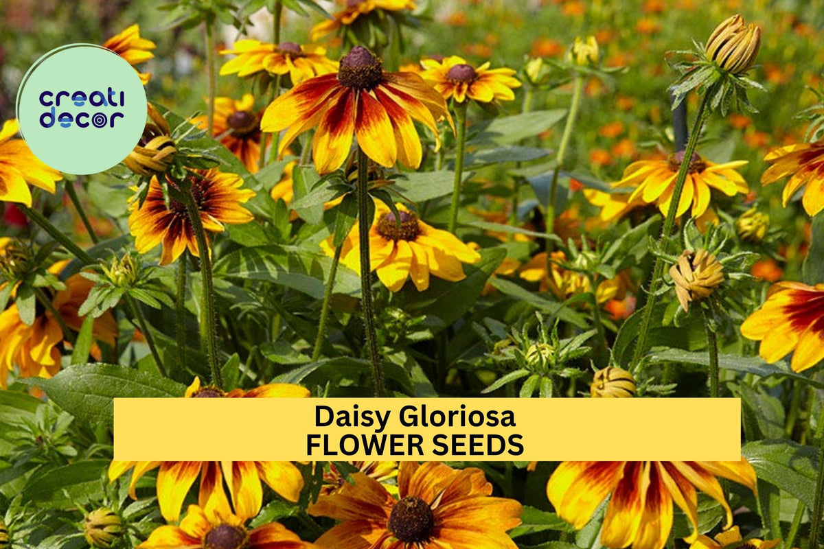 3pcs Daisy Gloriosa Seeds – Rudbeckia gloriosa Bright Yellow-Red Wildflowers for Sunny Borders & Pollinator Gardens