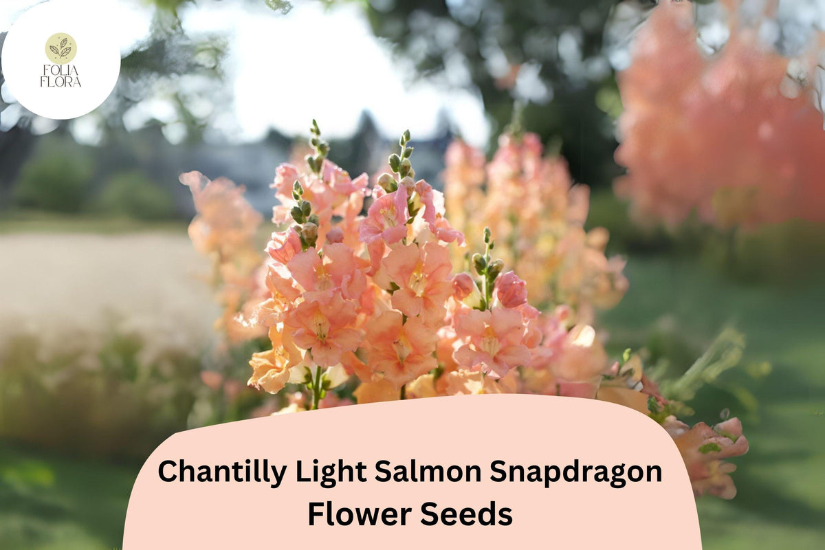 Chantilly Light Salmon Snapdragon Seeds | Fragrant Peachy-Pink Blooms | Antirrhinum majus | Pollinator-Friendly Annual