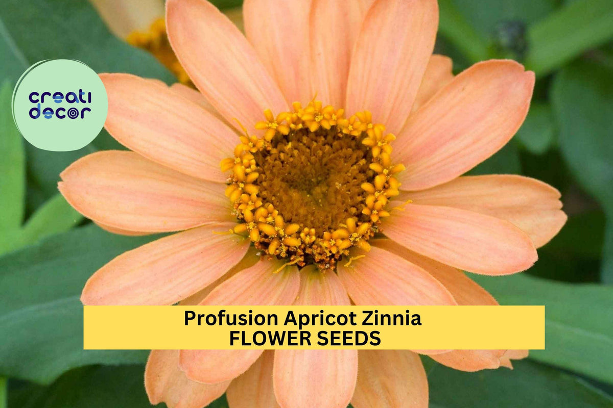Profusion Apricot Zinnia Seeds – 100+ Non-Stop Blooming Compact Annual with Apricot-Orange Flowers – Zinnia elegans × Zinnia angustifolia