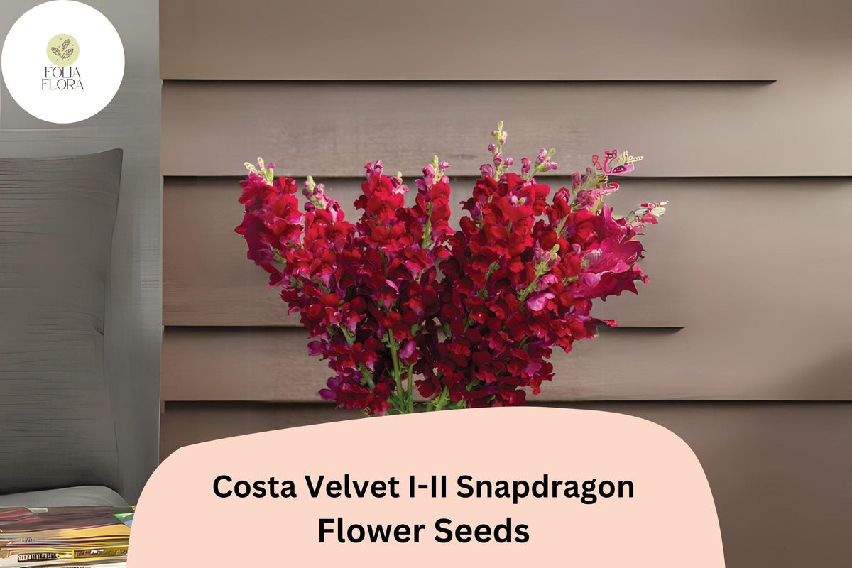 Costa Velvet Snapdragon Seeds – Deep Red Blooms, 1000+ Seeds, Antirrhinum majus, Tall Upright Growth, Pollinator-Friendly, Long-Lasting