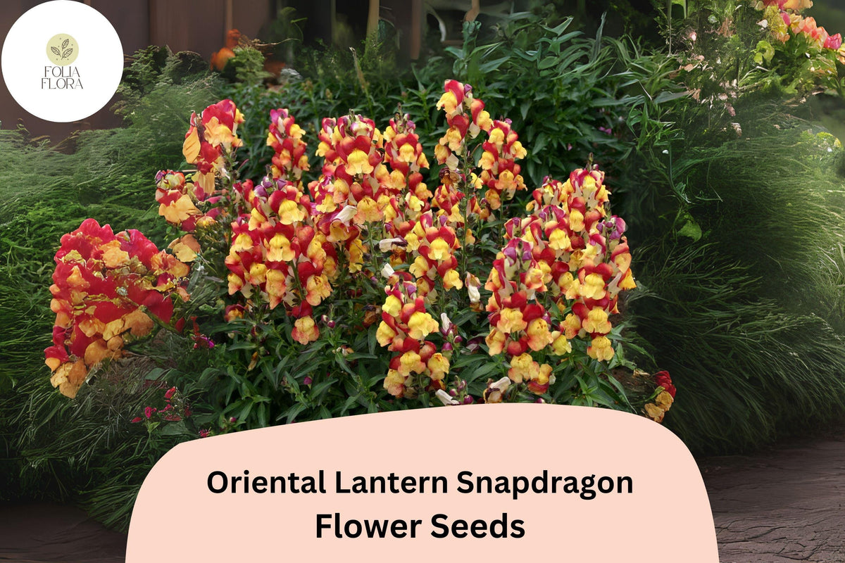 Antirrhinum majus Oriental Lantern Snapdragon Seeds – Fiery Red, Orange & Gold Blooms, Double-Petaled, Pollinator-Friendly, 1000+ Seeds
