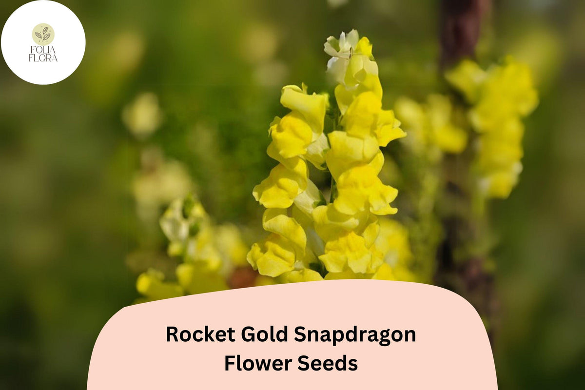 Antirrhinum majus Rocket Gold Snapdragon Seeds – Bright Golden-Yellow Flowers for Garden & Cut Flowers