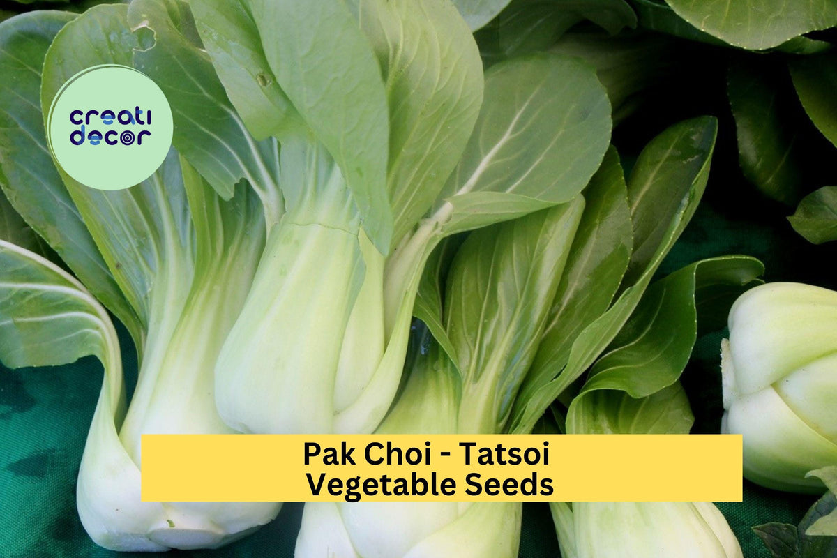 3 Pack Tatsoi Pak Choi Seeds – Asian Leafy Green for Gardens & Containers – Fast-Growing Brassica rapa subsp. narinosa