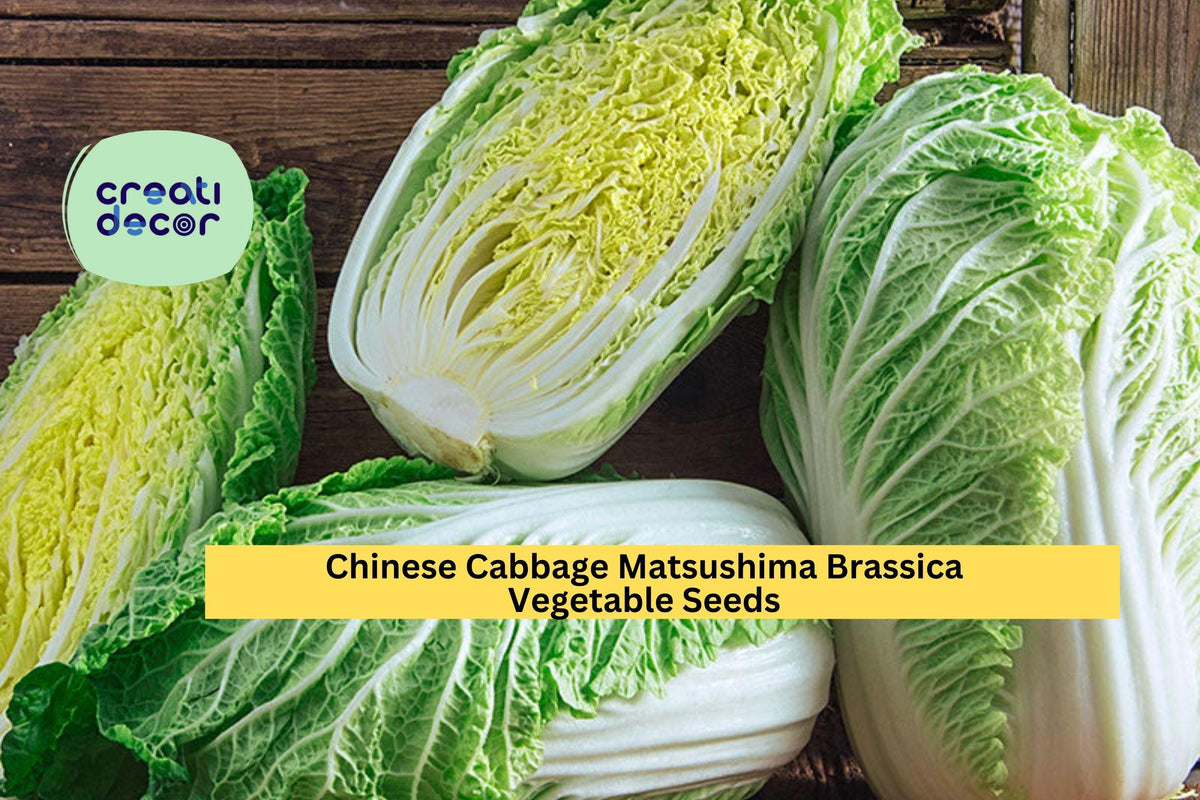 Chinese Cabbage Matsushima Seeds – 3 Packs of 500mg, Brassica rapa var. pekinensis, Crisp, Tender Asian Vegetable for Spring & Fall Planting