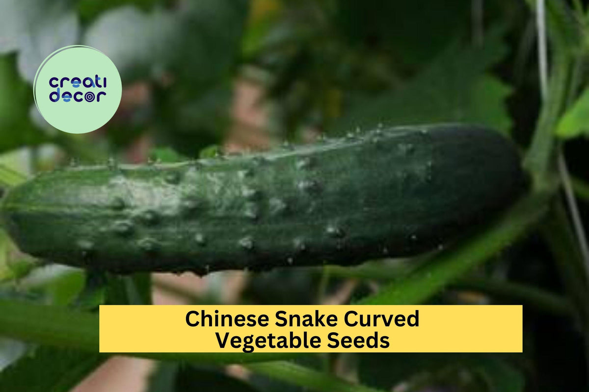 Chinese Snake Curved Cucumber Seeds – 3 Pack, Heirloom, Long Twisting Fruits, Cucumis sativus, Vertical Growing, Trellis Garden Seeds