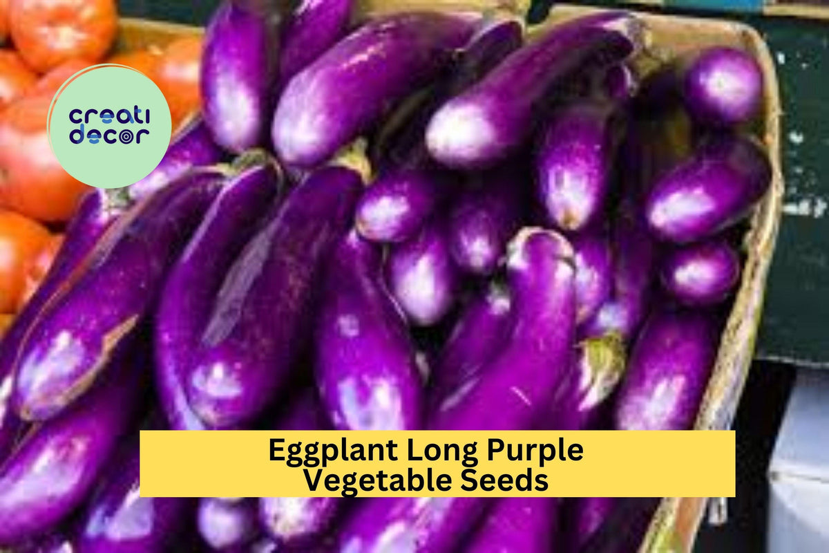 Long Purple Eggplant Seeds 3 Pack – Heirloom Solanum melongena Slim Deep Purple Fruits for Grilling & Stir-Fries