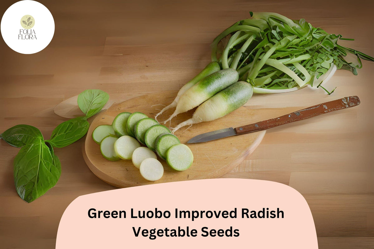 Green Luobo Radish Seeds – Heirloom Chinese Variety for Crisp, Sweet, and High-Yield Root Vegetables