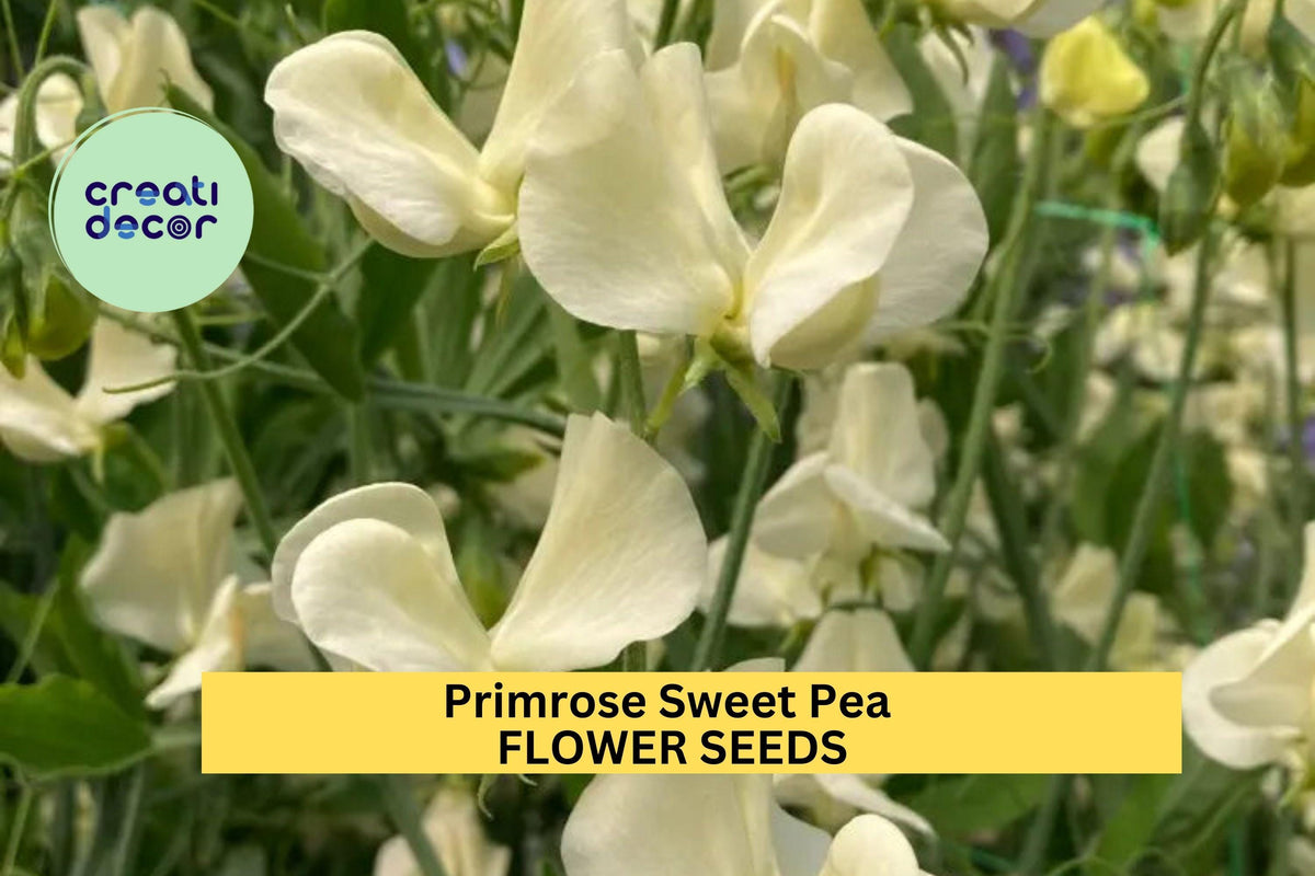 Primrose Sweet Pea Seeds – Pale Yellow Climbing Vines for Trellises, Cottage Gardens & Cut Flowers – Lathyrus odoratus, 50+ Seeds