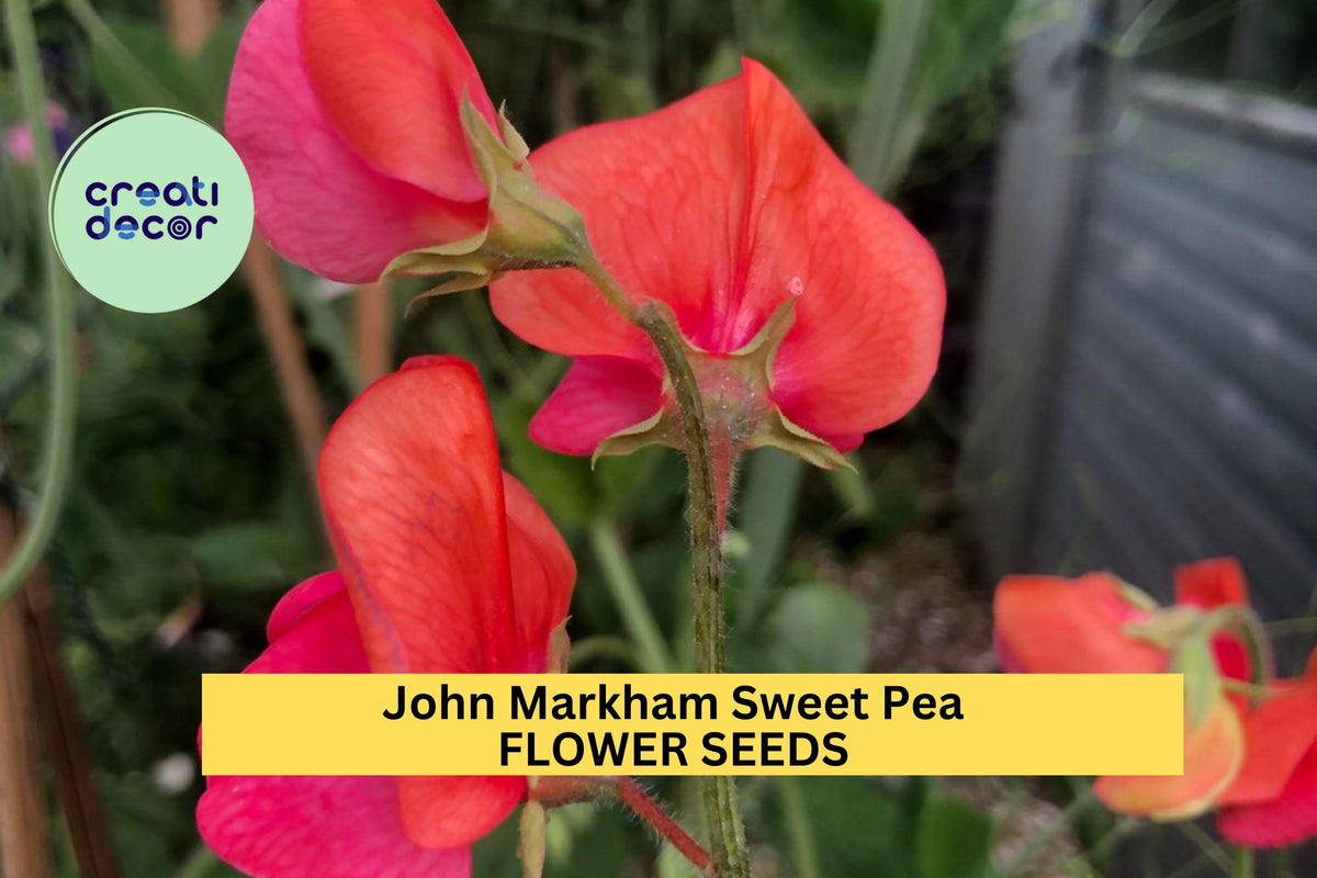 John Markham Sweet Pea Seeds – Deep Crimson Climbing Vine for Trellises, Bouquets & Cottage Gardens – Lathyrus odoratus