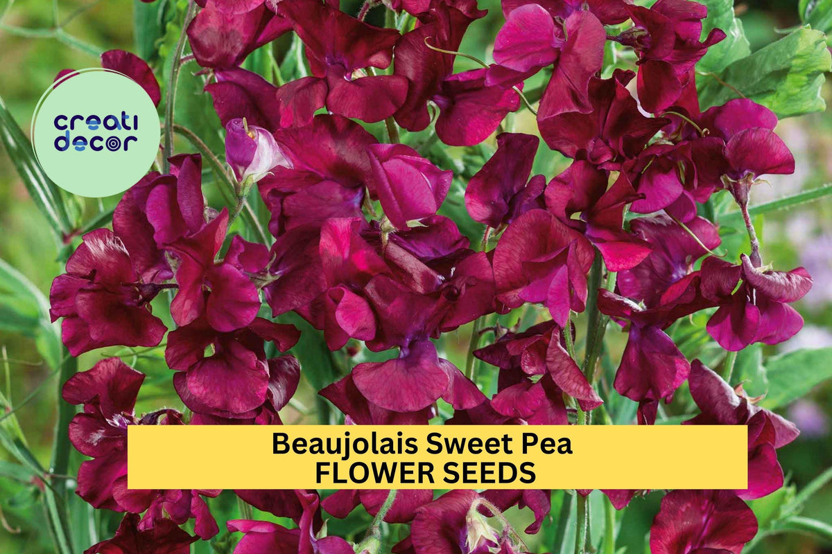 Beaujolais Sweet Pea Seeds – Deep Wine-Red Blooms, Climbing Vine, Lathyrus odoratus, Cut Flower, Cottage Garden, Floral Arch, USA