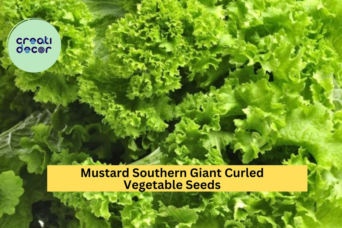 3pcs of 1g Southern Giant Curled Mustard Seeds – Heirloom Brassica juncea for Leafy Greens, Garden Beds & Container Gardening