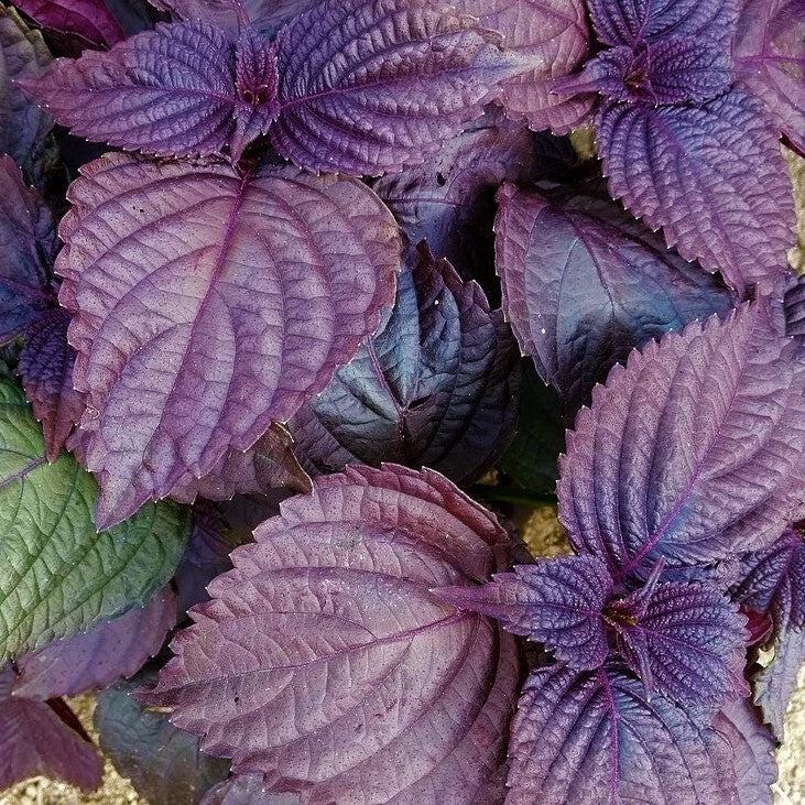 Red Shiso Seeds 3 Pack 500mg Perilla frutescens var. crispa Purple Culinary Herb for Pickling, Garnishes, Japanese Garden