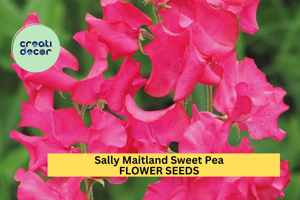 Sally Maitland Sweet Pea Seeds – Rose Pink Climbing Flower Vine for Trellises, Bouquets & Cottage Gardens – Lathyrus odoratus