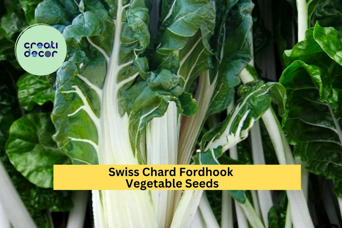 3pcs Swiss Chard Fordhook Seeds – Leafy Greens for Stir Fry, Soups & Salads, Cold-Hardy Beta vulgaris var. cicla