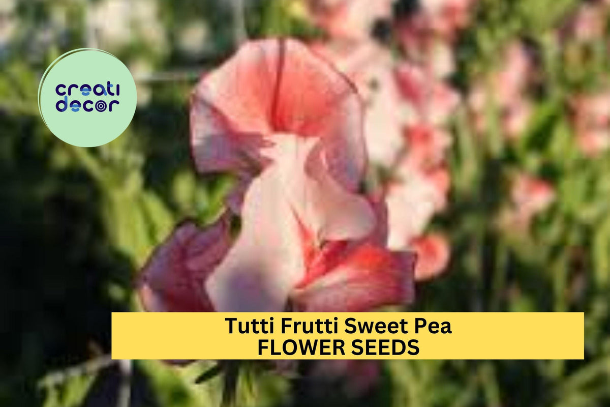 Tutti Frutti Sweet Pea Seeds – Mixed Colors, Climbing Vine, Ruffled Blooms, Lathyrus odoratus, 50+ Seeds for Gardens & Bouquets