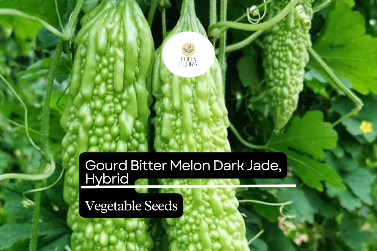 Heirloom Bitter Melon Seeds – Green Gourd, Momordica charantia, Fast-Growing Climbing Vine for Asian Cuisine and Home Gardens