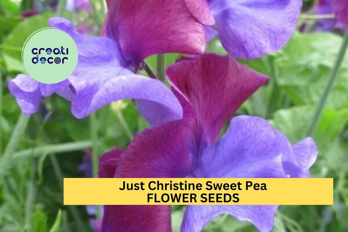 Just Christine Sweet Pea Seeds – Blush Pink Climbing Flower Vine for Bouquets & Cottage Gardens – Lathyrus odoratus, 50+ Seeds