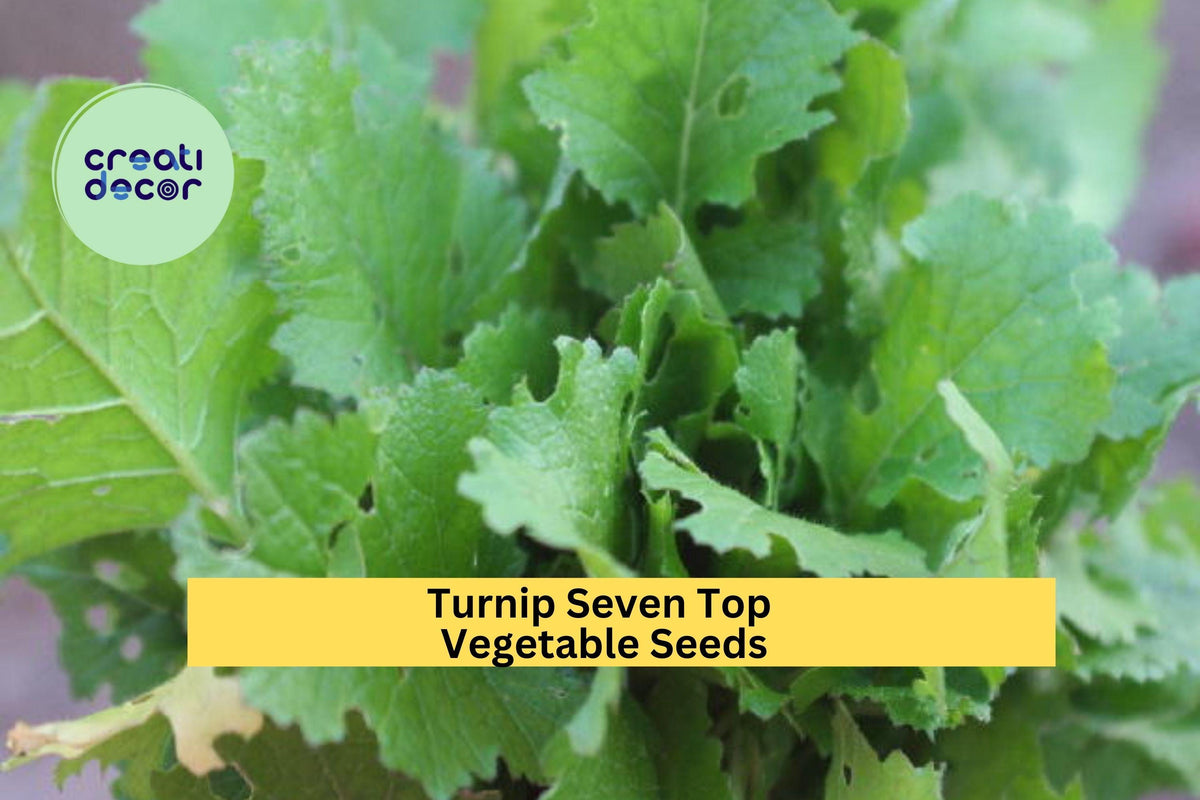 3pcs of Brassica rapa Seven Top Turnip Seeds – Fast-Growing Green Leafy Tops for Cooking, Microgreens, Garden or Container Planting