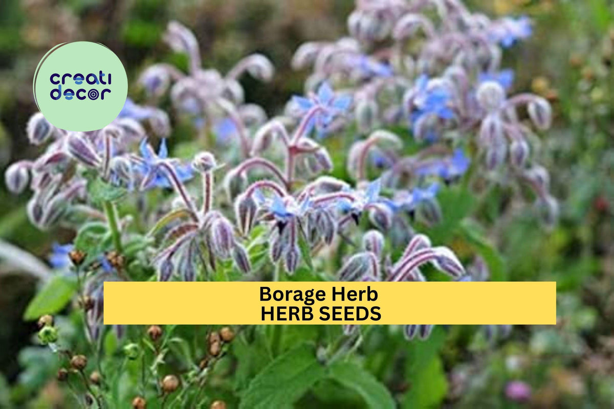 3pcs Borage Herb Seeds – Edible Blue Flowers & Leaves – Pollinator-Friendly, Fast-Growing Borago officinalis Seeds