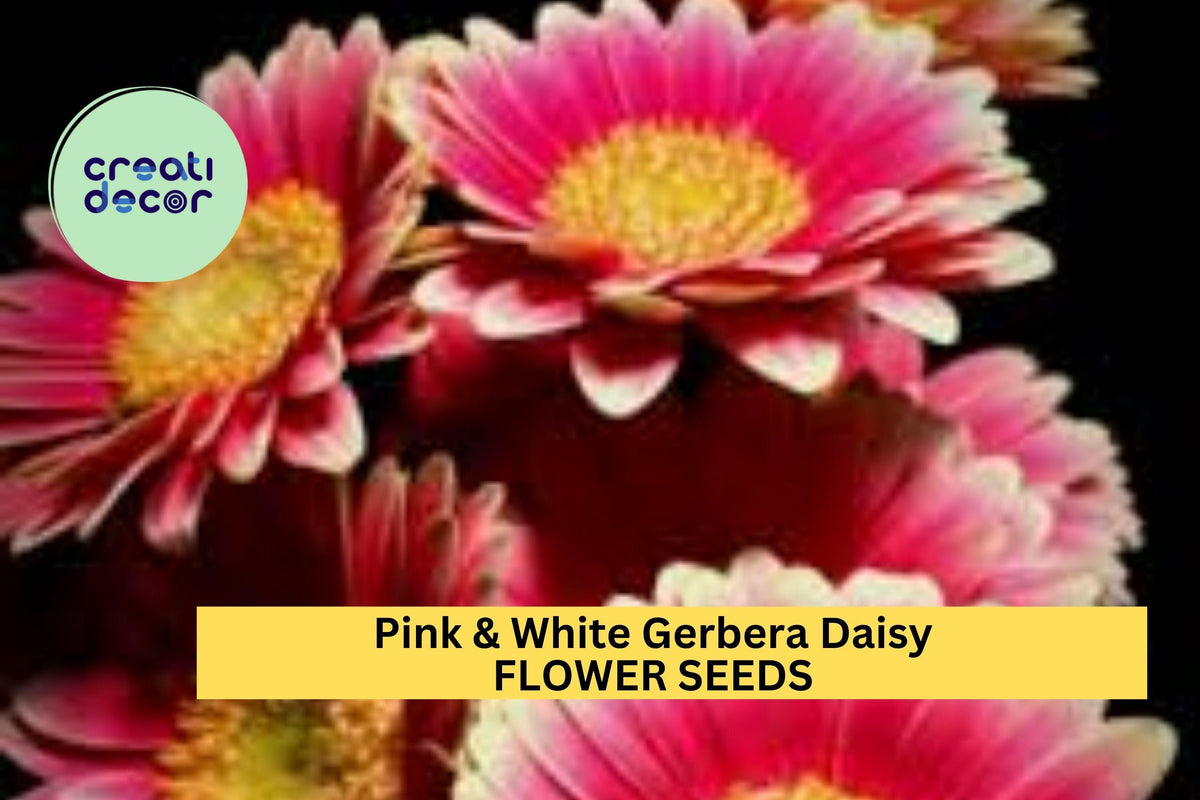 200+ Pink & White Gerbera Daisy Seeds – Vibrant Flowers for Garden, Borders, Pots & Cut Flowers – Gerbera jamesonii