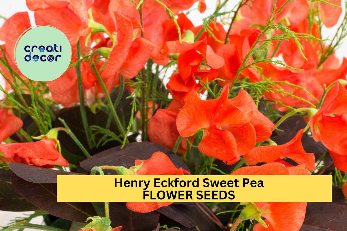 50+ Henry Eckford Sweet Pea Seeds – Fragrant Orange-Pink Climbing Vines for Trellises, Fences & Arches | Lathyrus odoratus