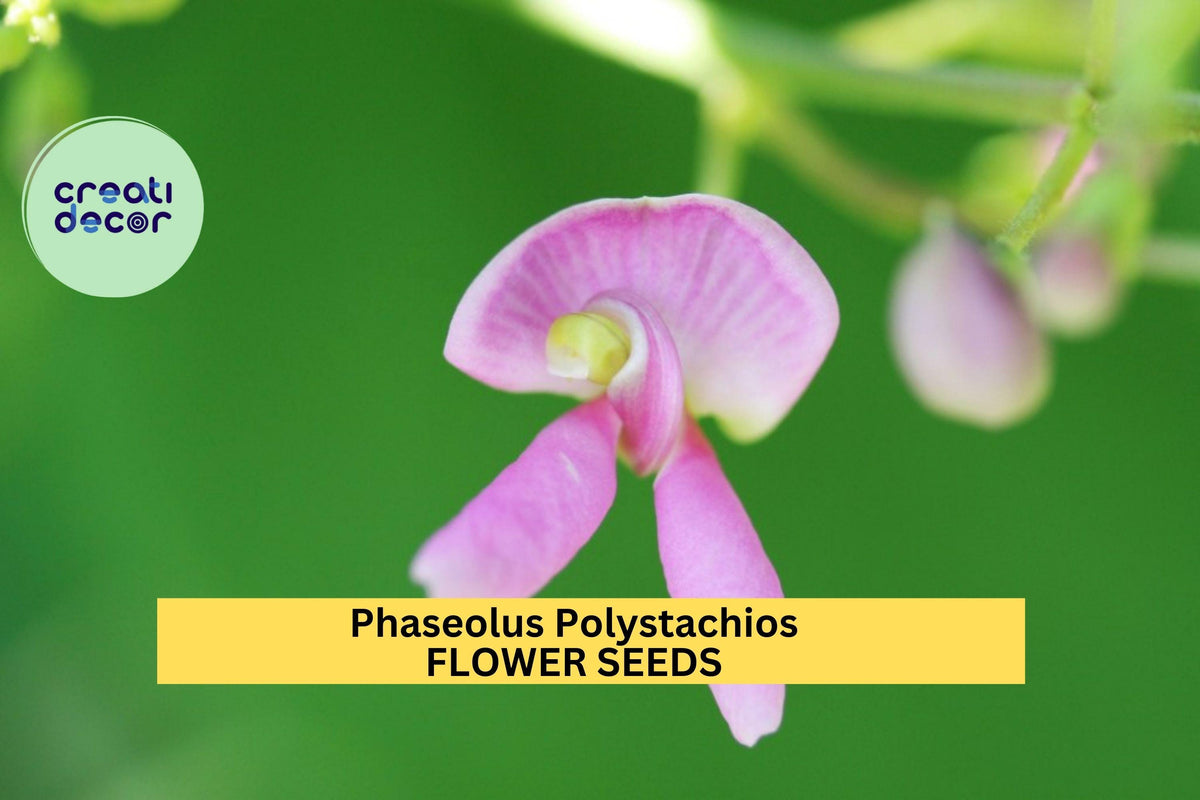 Wild Kidney Bean Vine Seeds – Phaseolus polystachios, Climbing Native Plant, Edible Pods, Nitrogen Fixer, 3-Pack of 5 Seeds