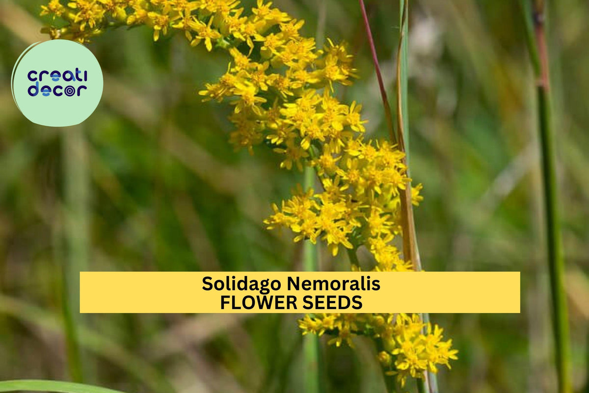 3 Pack of 500 Seeds Solidago nemoralis Old Field Goldenrod Wildflower Seeds for Pollinator Gardens & Native Landscaping
