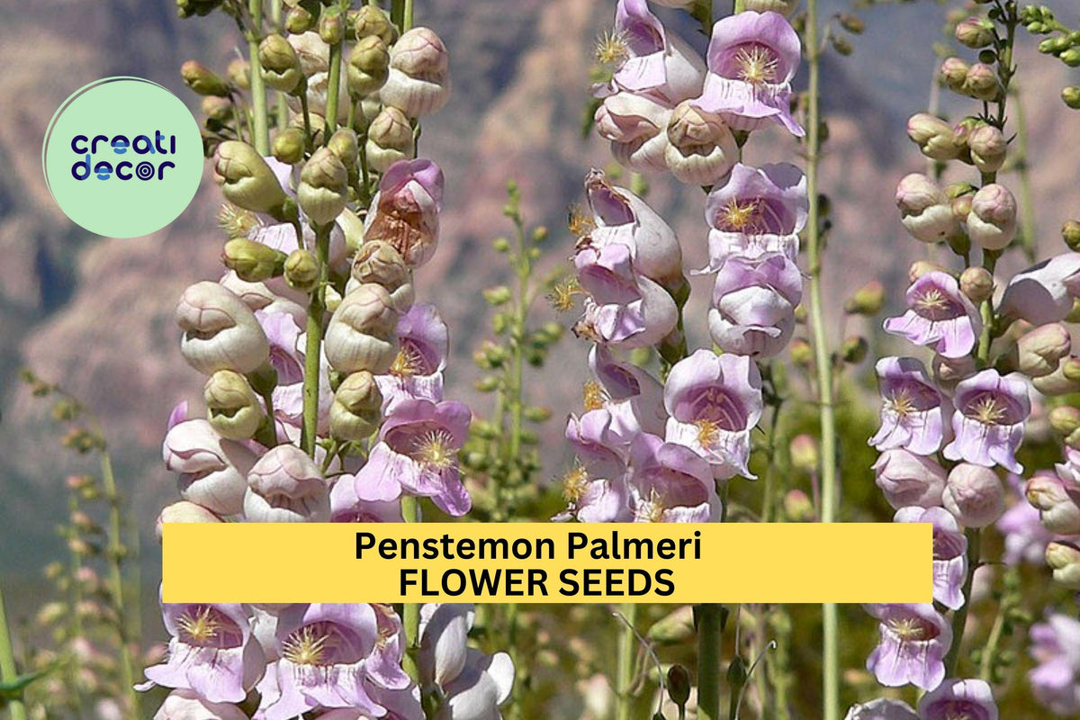 3pcs Penstemon palmeri Seeds – Fragrant Wildflower for Dry Gardens, Pollinator Gardens & Native Planting