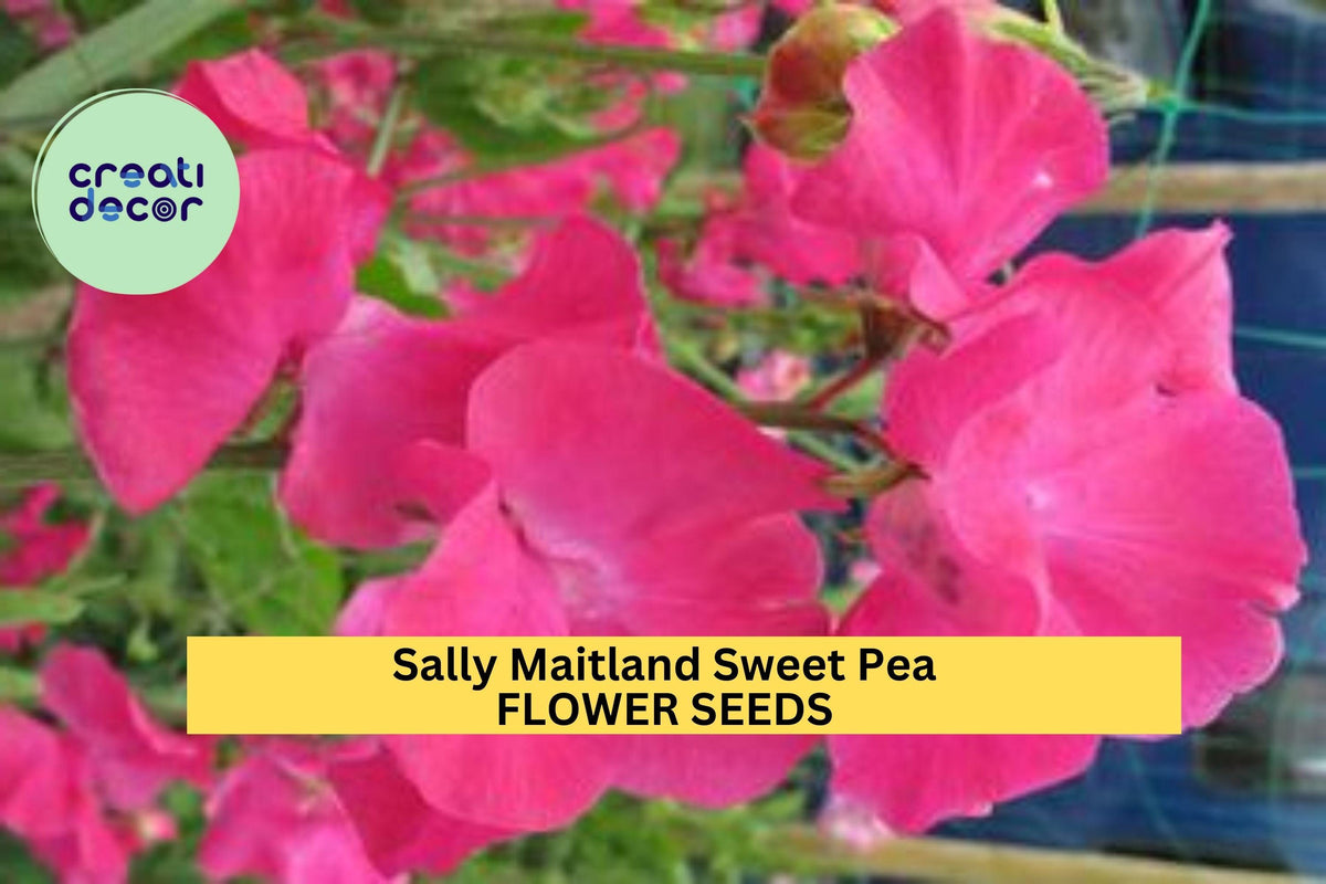 50+ Sally Maitland Sweet Pea Seeds, Fragrant Blush Pink Climbing Vines for Trellises, Fences & Gardens, Lathyrus odoratus