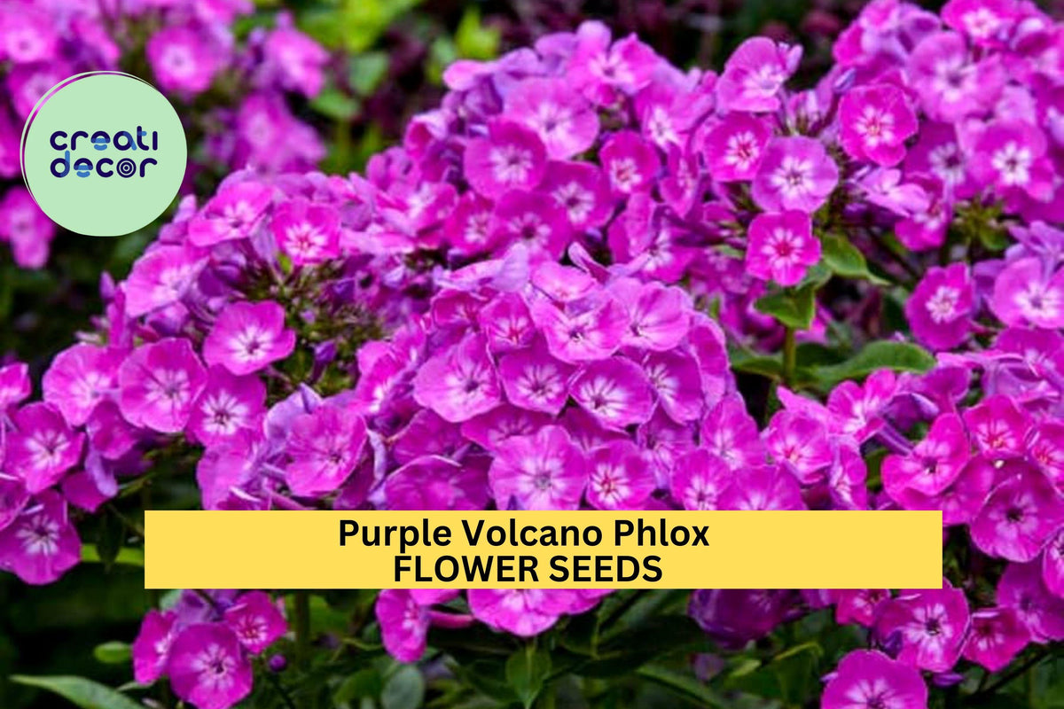 Purple Volcano Phlox Seeds – Perennial Magenta-Purple Blooms for Borders & Pollinator Gardens – Phlox paniculata, 100+ Seeds