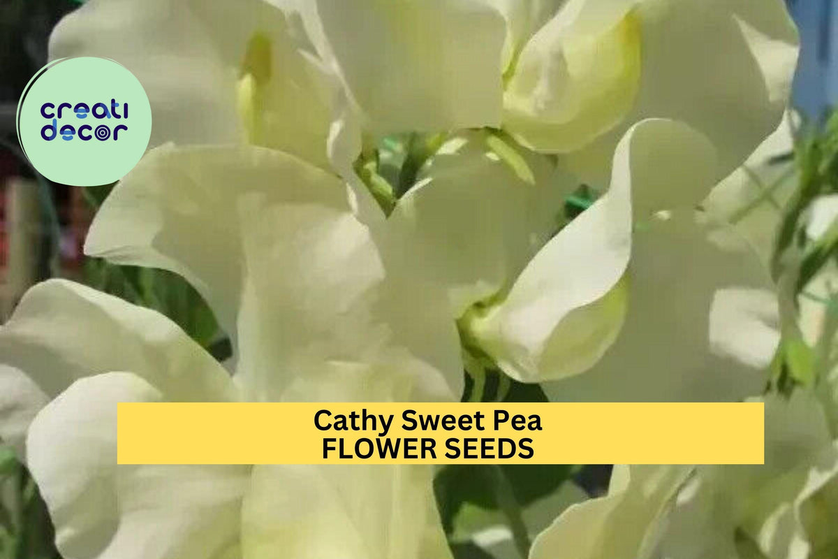 50+ Cathy Sweet Pea Seeds White Fragrant Blooms Climbing Vines for Trellises & Bouquets Lathyrus odoratus