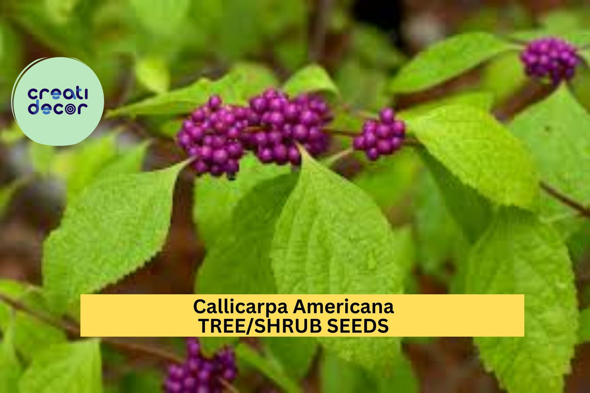 30 Seeds American Beautyberry Shrub Callicarpa americana – Wildlife-Friendly Purple Berry Bush for Native Gardens