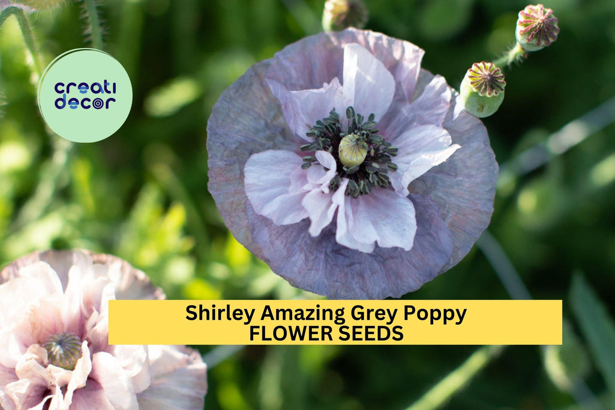 200+ Shirley Amazing Grey Poppy Seeds – Silky Lilac-Gray Blooms, Cottage Garden, Wildflower, Papaver rhoeas 'Amazing Grey'