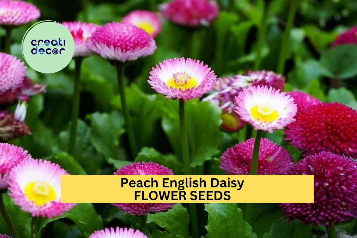 200+ Peach English Daisy Seeds – Bellis perennis, Soft Peach Blooms, Perennial Garden Seeds for Borders, Pots & Pollinator Beds