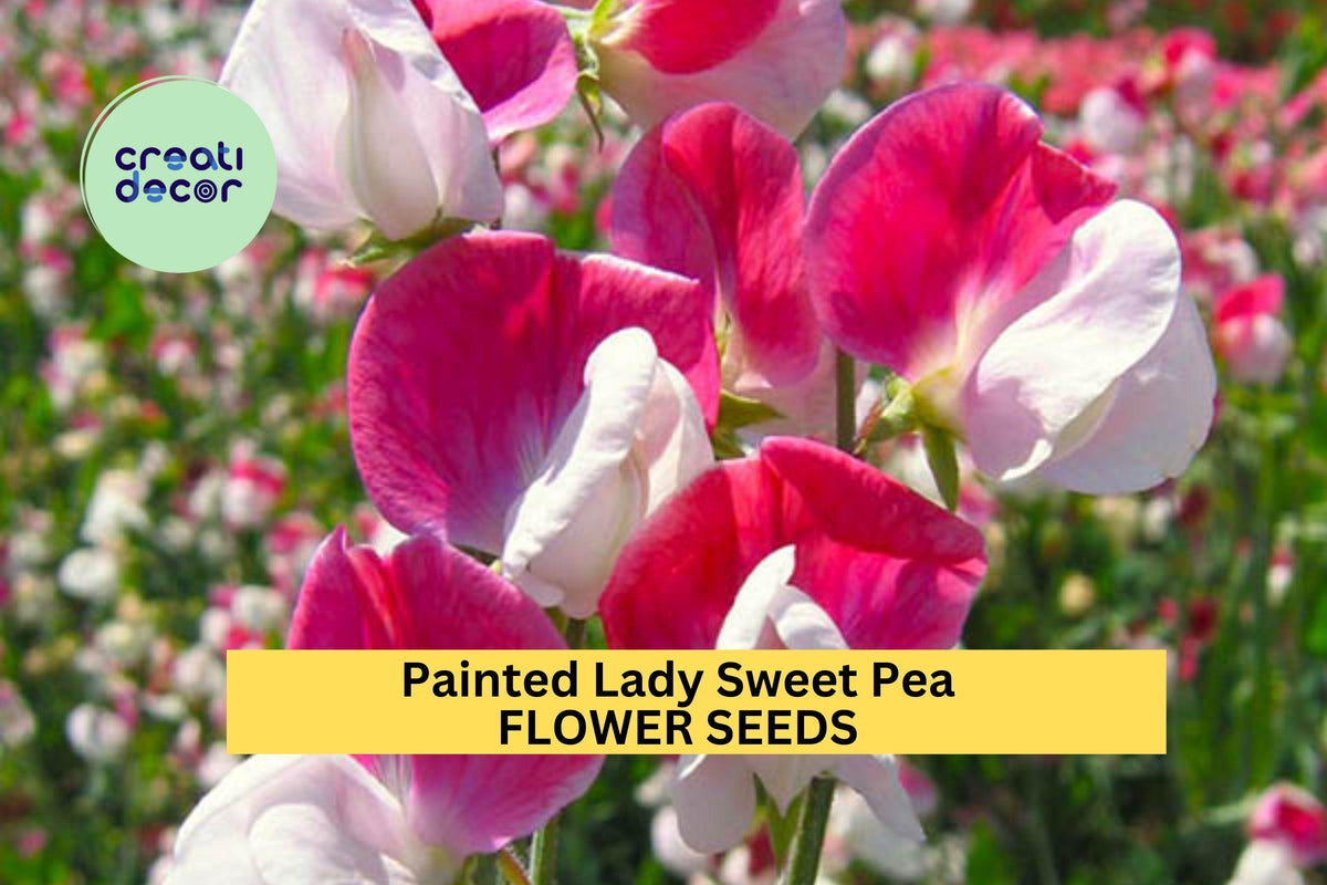 50+ Painted Lady Sweet Pea Seeds – Pink & White Fragrant Climbing Vines for Garden, Trellises, Fences – Lathyrus odoratus