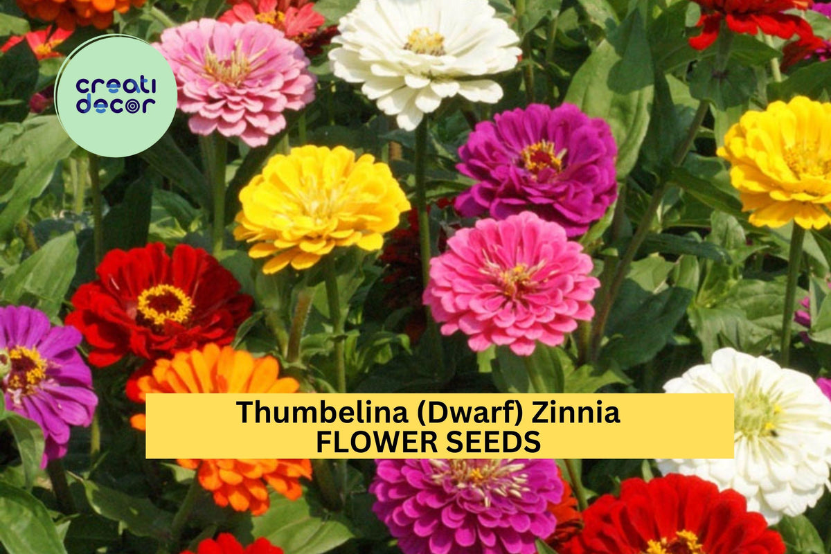 Thumbelina Zinnia Seeds – Dwarf Colorful Blooms for Containers, Edging & Small Gardens – Zinnia elegans, 100+ Seeds