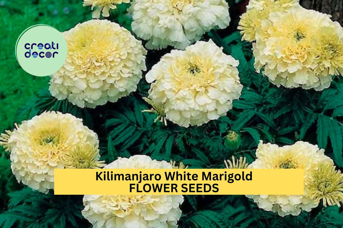 Kilimanjaro White Marigold Seeds – Creamy White Blooms, Tagetes erecta, Heirloom Annual for Gardens & Borders, 25+ Seeds