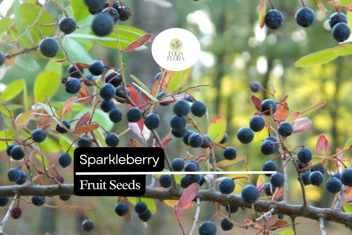 Sparkleberry Seeds 25+ | Vaccinium arboreum | Farkleberry Huckleberry Native Berry Plant for Wildlife Gardens