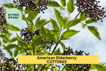 12 American Elderberry Cuttings – Sambucus canadensis Adams & York Varieties for Edible Gardens & Wildlife Habitat