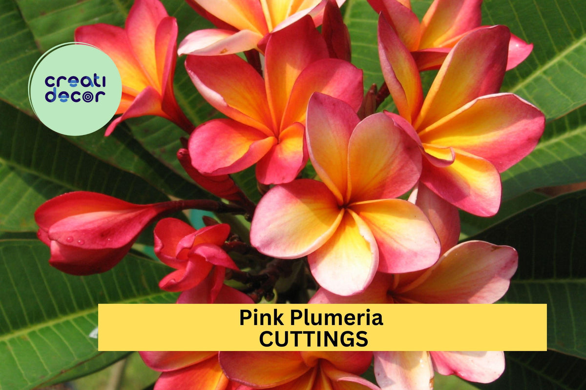 Pink Plumeria Cuttings – 2 Unrooted 10" Single-Head Frangipani Stems for Rooting, Tropical Garden, Patio, Container Plant, Plumeria rubra